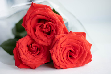 Bouquet of red roses on white background