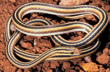 LEITH'S SAND SNAKE Psammophis leithii 