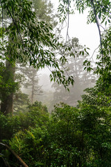 Rain wet trees and foliage on a rainy and foggy day, in the island of Yakushima, Japan