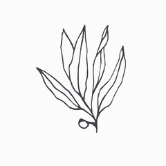 Tiny Leaves Plants Hand drawn vector illustration for logo, invitations, graphic design