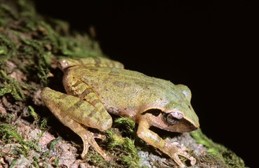 Frog at Amboli, Maharasthra, India