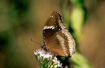 Common crow butterfly