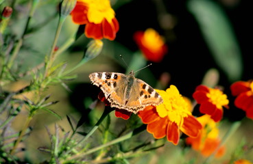 Painted lady butterfly