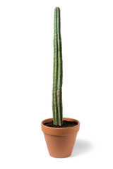 Long San Pedro cactus