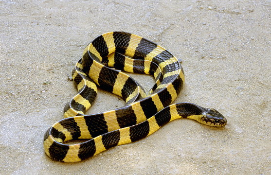 Banded krait