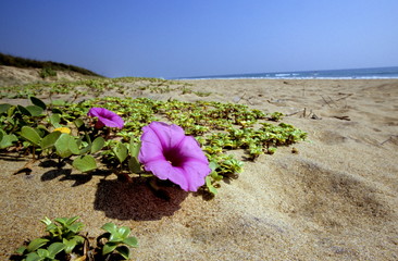 Ipomea at Rishikulya, Orissa, India