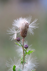 Wild herbs and grasses in the great outdoors