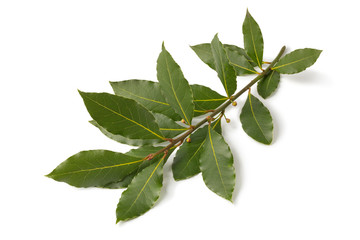 Twig of fresh bay leaf