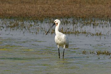 Eurasian Spoonbill Platalea leucorodia, Bharatpur, Rajasthan, India.