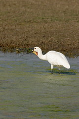 Eurasian Spoonbill Platalea leucorodia, Bharatpur, Rajasthan, India.