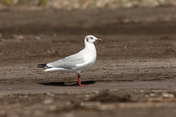 Common gull, Larus canus 