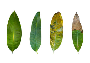 Set of Leaves Mango Plant (Fresh Leave, Old leaves, Half Fresh and Dry Leave) Isolate on White Background with Clipping path, leaf plant.