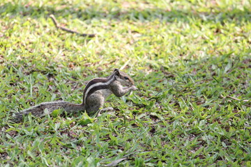 Obraz premium squirrel on grass eating