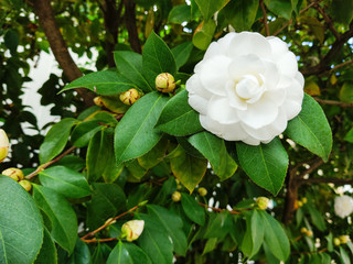 White flower Magnolia Louisiana State Flower