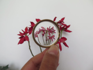 view of a plant through a concave hand lens