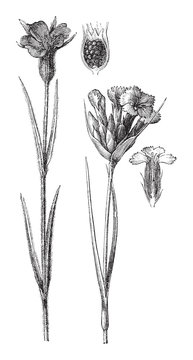 Corncockle flower (Agrostemma Githago) and Carthusian Pink (Dianthus carthusianorum) / vintage illustration from Brockhaus Konversations-Lexikon 1908