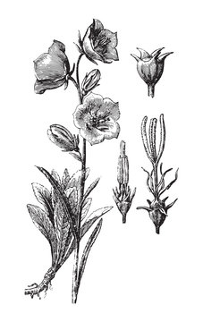 Big Bluebell - Campanula persicifolia / vintage illustration from Brockhaus Konversations-Lexikon 1908