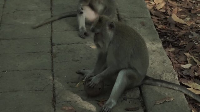 Close up high angle view of a wild curious monkey play to break a coconut on the ground in the forest