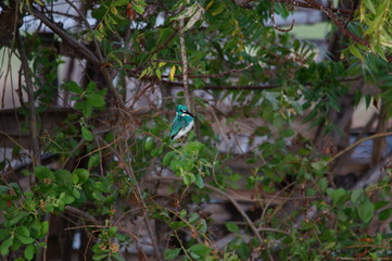 The cerulean kingfisher (Alcedo coerulescens) is a kingfisher in the subfamily Alcedininae which is found in parts of Indonesia. With an overall metallic blue impression.