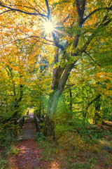 Fußgänger Brücke im Wald