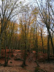 forest in autumn