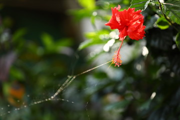 Obraz premium Red Hibiscus