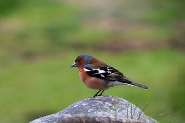 Kleiner Vogel- Schottland