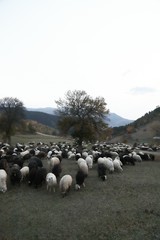 Sheep under the tree and dramatic sky in autumn landscape 