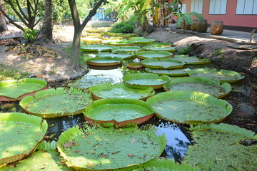 Victoria Amazonica or water Lily in Thailand
