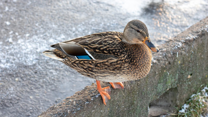wintering birds bird flock, winter lake, wild birds on winter lake, seasonal, migratory ducks