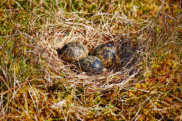 Close up of a apwing's nest in mossy ground with three eggs