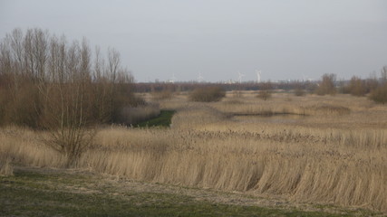 rural landscape with wheat field