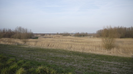 Fototapeta na wymiar rural landscape with wheat field