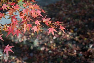 Autumn color