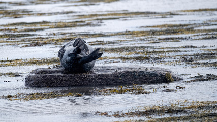 Common seal (harbour seal) resting on a rock in the ocean