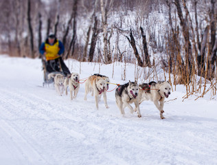Naklejka premium musher hiding behind sleigh at sled dog race on snow in winter
