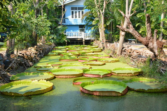 Victoria Amazonica or water Lily in Thailand