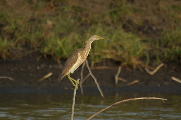 The Javan pond heron (Ardeola speciosa) is a wading bird of the heron family, found in shallow fresh and salt-water wetlands in Southeast Asia. Its diet comprises insects, fish, and crabs.