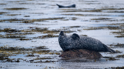 Fototapeta premium Common seal (harbour seal) lounging on a rock in the ocean