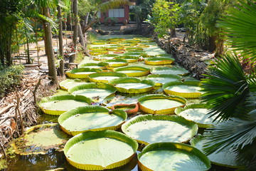 Victoria Amazonica or water Lily in Thailand