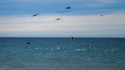 Fototapeta na wymiar Gannets flying above a flock of seagulls with a gannet juvenile diving into the sea