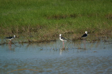 The pied stilt (Himantopus leucocephalus), also known as the white-headed stilt, is a bird in the family Recurvirostridae. It is sometimes considered a subspecies of the black-winged stilt.