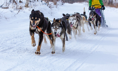 musher hiding behind sleigh at sled dog race on snow in winter
