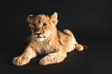 Foto auf Acrylglas adorable lion cub lying isolated on black © LIGHTFIELD STUDIOS