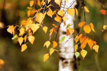 herfst berkebladeren