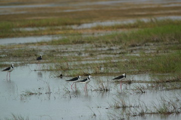 The pied stilt (Himantopus leucocephalus), also known as the white-headed stilt, is a bird in the...
