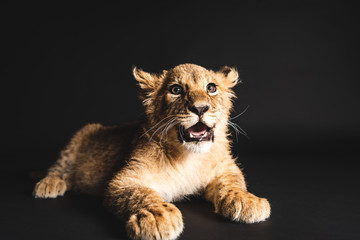 Obraz na płótnie Canvas adorable lion cub lying isolated on black