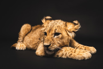 Naklejka na ściany i meble cute lion cub lying isolated on black