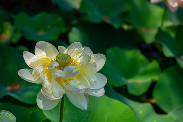 flower in water