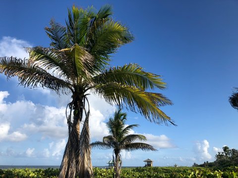 Delray Beach, Florida - beach scene and palm trees